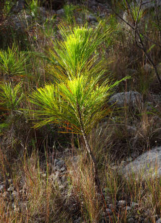 PINE