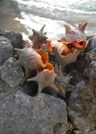 MARINE CONCH