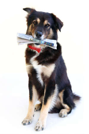 smart dogの写真素材