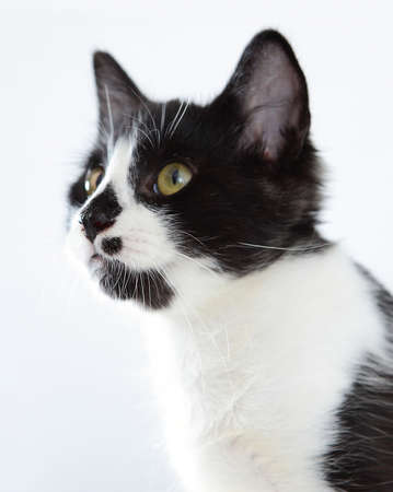 black and white catの写真素材