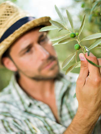 farmer is harvesting olives の写真素材