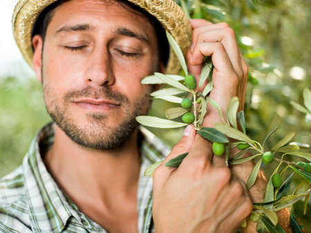 farmer is harvesting olives の写真素材