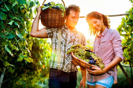 farmers harvesting  grapes in a vineyardの写真素材