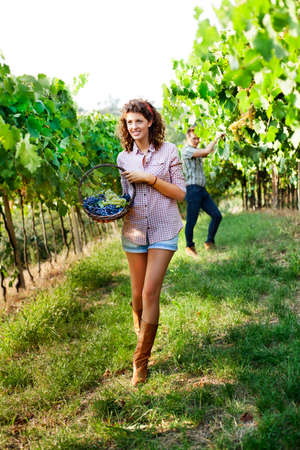 girl harvesting grapes under sunset light の写真素材