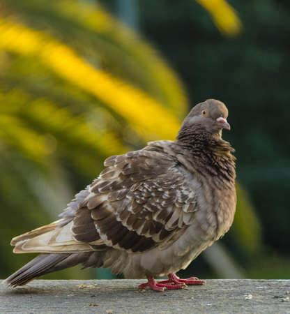 Pigeon on the stone wallの写真素材
