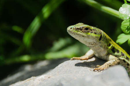 Lizard on the rock in the garden