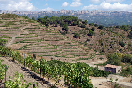 Organic vineyard in Priorat  aka Priorato , near Poboleda, province of Tarragona, Catalonia, Spainの写真素材