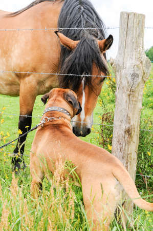 Purebred boxer dog on a leash making friends with a horse in the countrysideの写真素材
