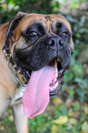Purebred boxer dog with long pink tongue hanging out as he pantsの写真素材