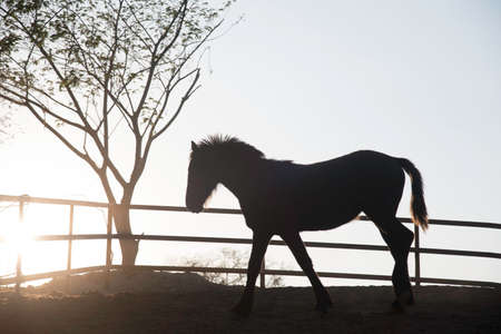 a horse silhouetteの写真素材