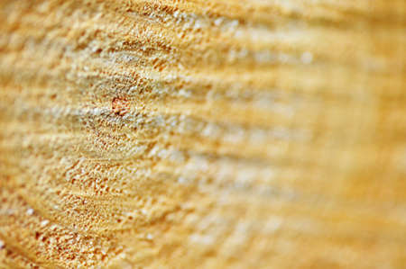 Section of a pine trunkの写真素材