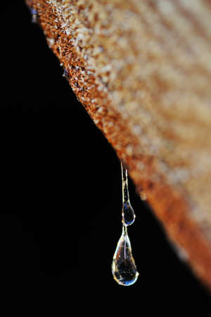 Drops of resin fall from a trunk in a pile of chopped woodの写真素材