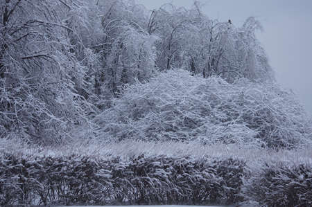 Frost after the thaw in the park on Borisov pondsの写真素材