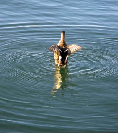 A duck in the water spreading its wings to flyの写真素材