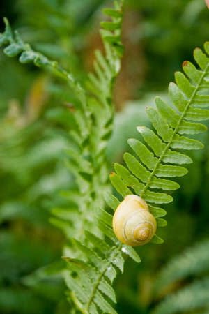 Snailの写真素材