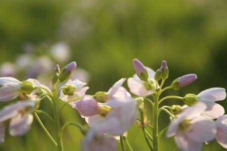 Flowersの写真素材