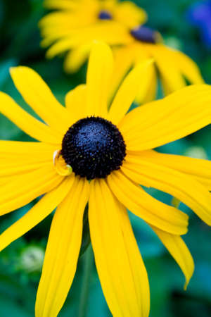 Flowerの写真素材