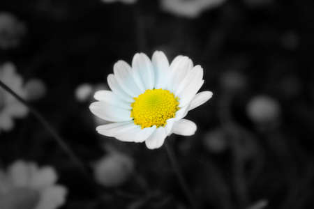 Meadow Flowerの写真素材