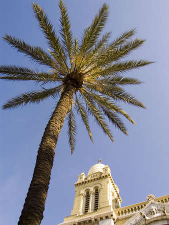 Palme in Tunisの写真素材