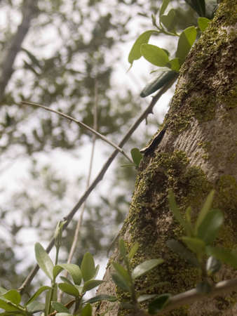 Baumstamm im Waldの写真素材