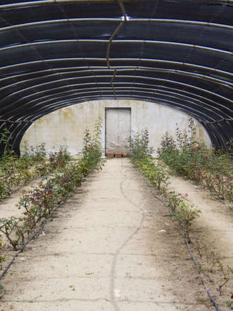 Gewächshaus in Tunesienの写真素材