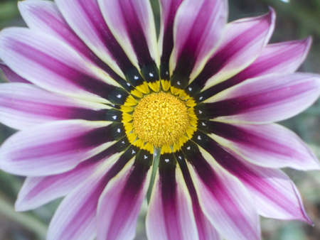 Blumeの写真素材