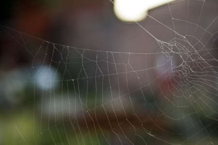 Spiderwebの写真素材