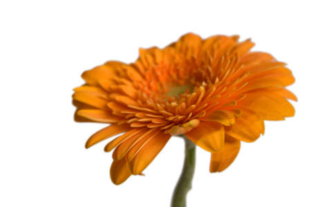 Gerberaの写真素材