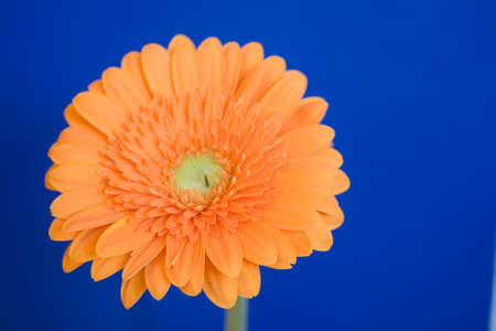 Gerberaの写真素材