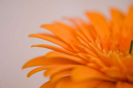 Gerberaの写真素材