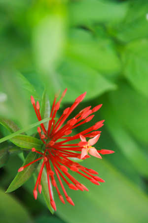 This is green space within the home の写真素材