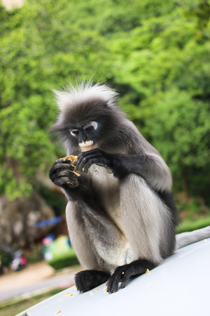 Lemur which relies on the tree and closer to people.の写真素材