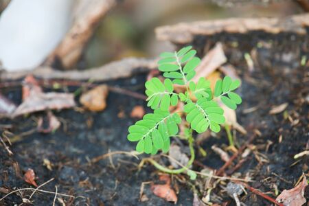 Pots made from tree in the green parkの写真素材