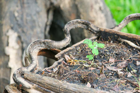 Pots made from tree in the green parkの写真素材