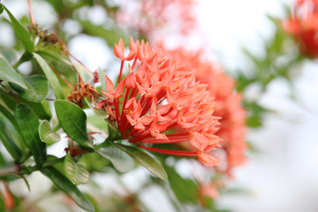 Ixora flower is a flower garden in the green.の写真素材