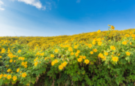 Blurry nature backgroundの写真素材