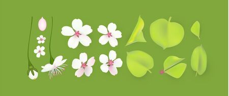 Apple and cherry flower and leaves set. Realistic blossom.のイラスト素材