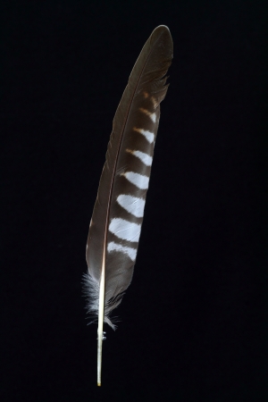 feather of Owlの写真素材