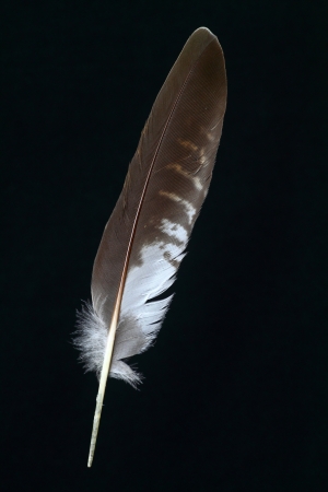 feather of Owlの写真素材
