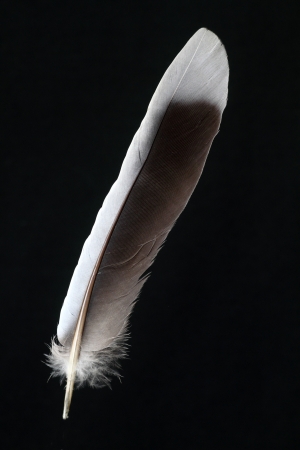 feather of Owlの写真素材
