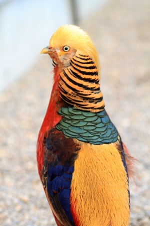 Golden Pheasant の写真素材