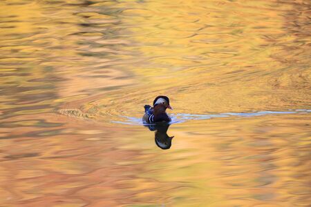 mandarin duck の写真素材