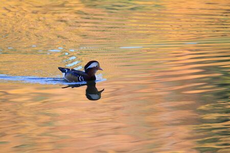 mandarin duck の写真素材