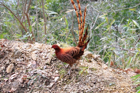 Copper Pheasant