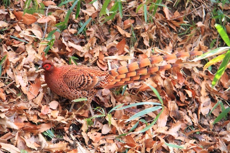 Copper Pheasant