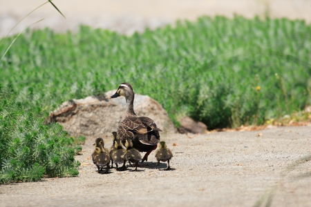 Spot-billed Duck parent and childrenの写真素材