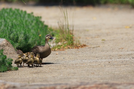 Spot-billed Duck parent and childrenの写真素材