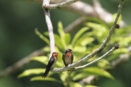 Pacific Swallowの写真素材