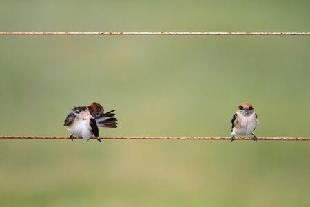 Fairy Martinの写真素材