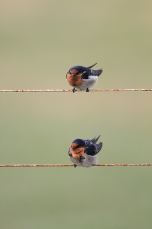 Welcome Swallowの写真素材